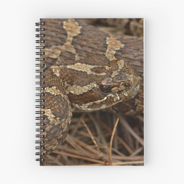 Item preview, Massasauga Rattlesnake designed and sold by Pauline Catling.
