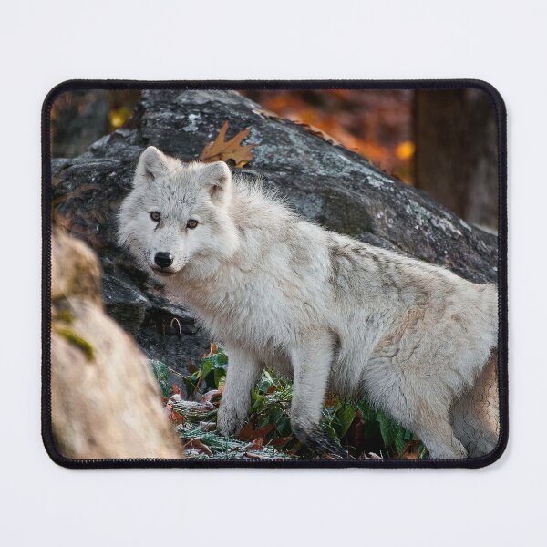 Item preview, Arctic Wolf designed and sold by Michael Cummings.