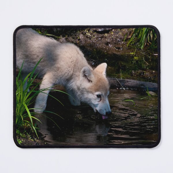 Item preview, Arctic Wolf Pup Drinking designed and sold by Michael Cummings.