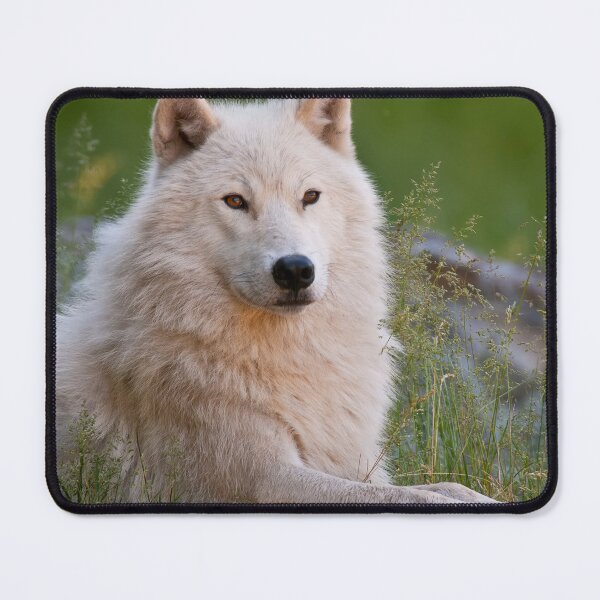 Item preview, Arctic Wolf designed and sold by Michael Cummings.