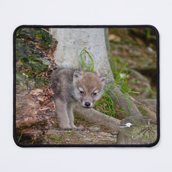Item preview, Arctic Wolf Pup designed and sold by Michael Cummings.