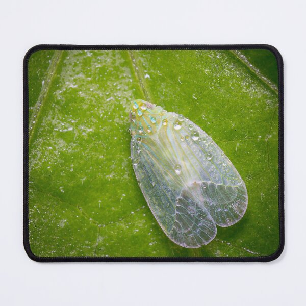 Item preview, Unique and organic photo of a dew-covered planthopper designed and sold by AvonPerception.