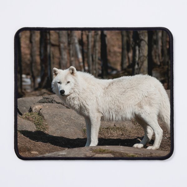 Item preview, Arctic Wolf designed and sold by Michael Cummings.