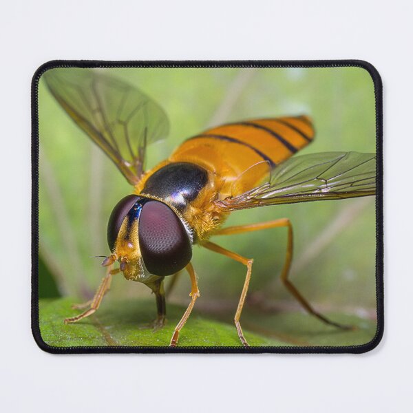 Item preview, Unique and organic photo of a beautiful hoverfly designed and sold by AvonPerception.