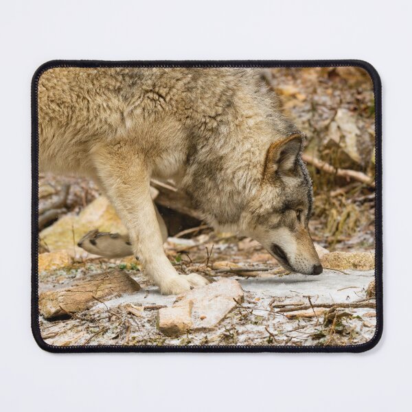 Item preview, Grey Wolf designed and sold by Michael Cummings.
