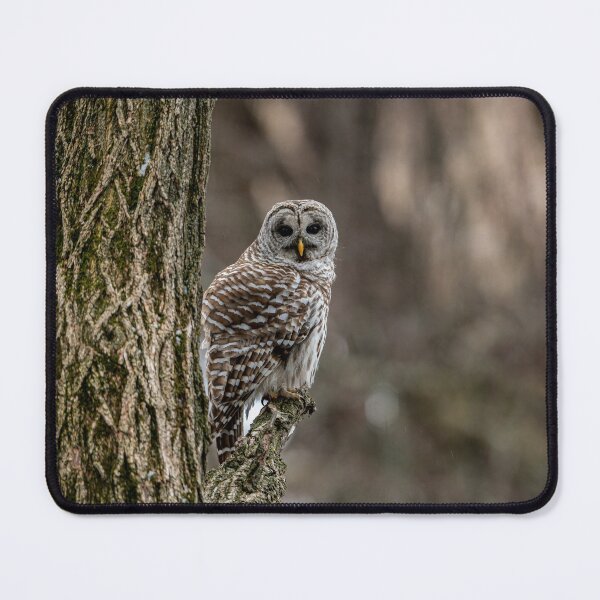 Item preview, Barred Owl In Tree designed and sold by Michael Cummings.