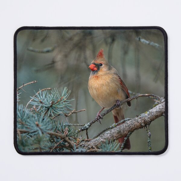 Item preview, Female Northern Cardinal designed and sold by Michael Cummings.