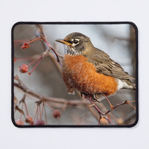 Item preview, American Robin designed and sold by Michael Cummings.