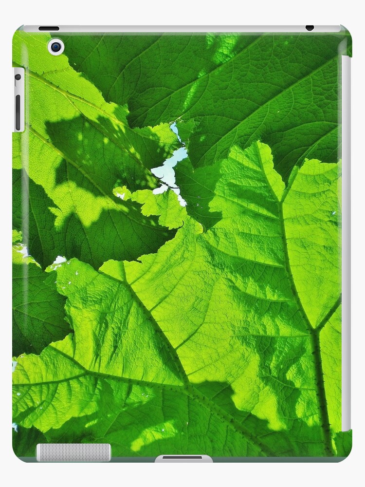 GREEN LEAF CANOPY OF GIANT RHUBARB 