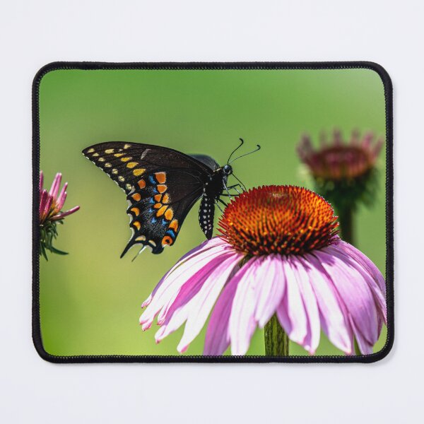 Item preview, Black Swallowtail On Coneflower designed and sold by Michael Cummings.