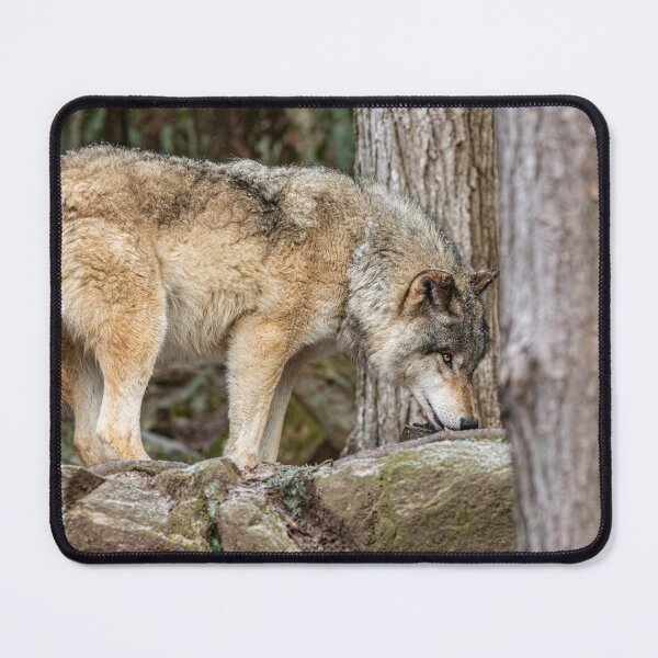 Item preview, Eastern Gray Wolf designed and sold by Michael Cummings.