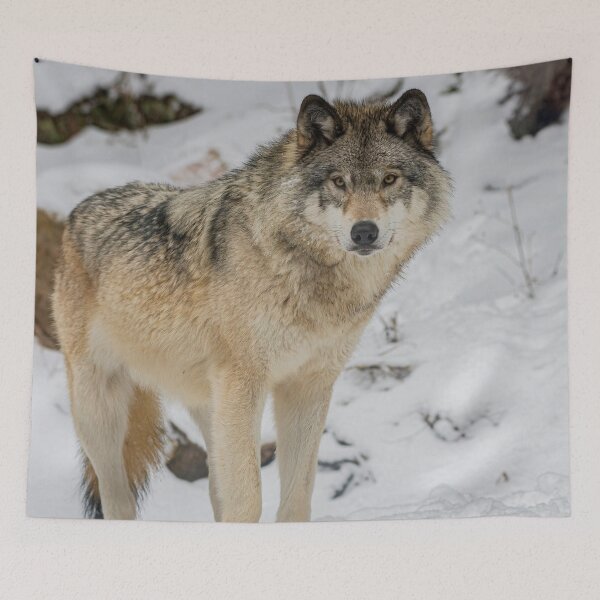 Item preview, Eastern Gray Wolf  designed and sold by Michael Cummings.