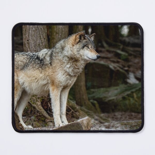 Item preview, Eastern Gray Wolf designed and sold by Michael Cummings.