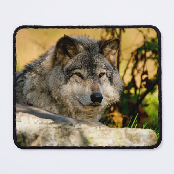 Item preview, Gray Wolf designed and sold by Michael Cummings.