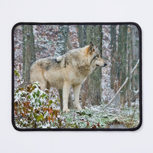 Item preview, Gray Wolf In Winter designed and sold by Michael Cummings.