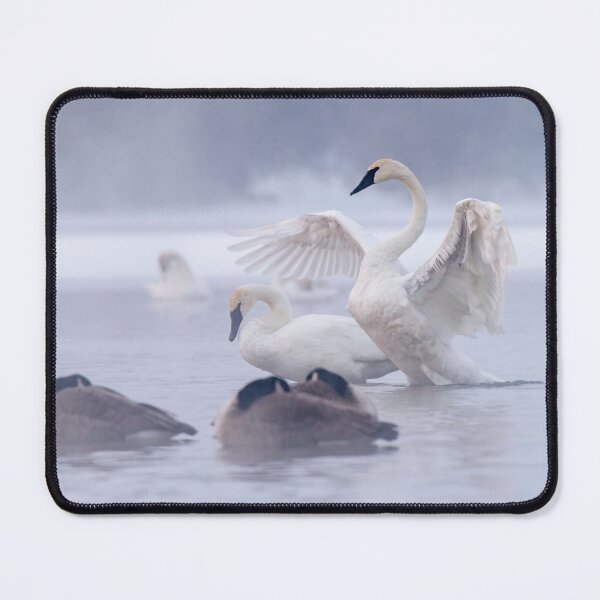 Item preview, Trumpeter Swans in the mist. designed and sold by Michael Cummings.