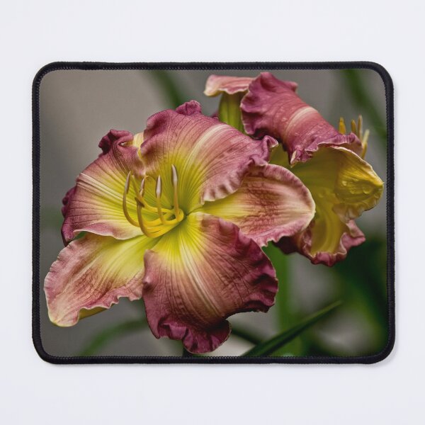 Item preview, "Wisteria" Daylily designed and sold by Michael Cummings.