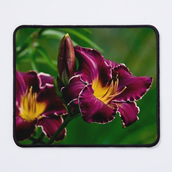 Item preview, "Thundering Ovation" Daylily designed and sold by Michael Cummings.