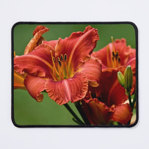 Item preview, "Raging Wildfire" Daylily designed and sold by Michael Cummings.