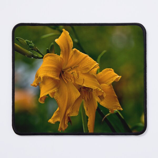 Item preview, "Jersey Spider" Daylily designed and sold by Michael Cummings.