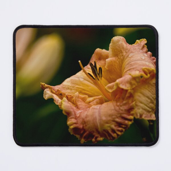 Item preview, "Inherited Wealth" Daylily designed and sold by Michael Cummings.