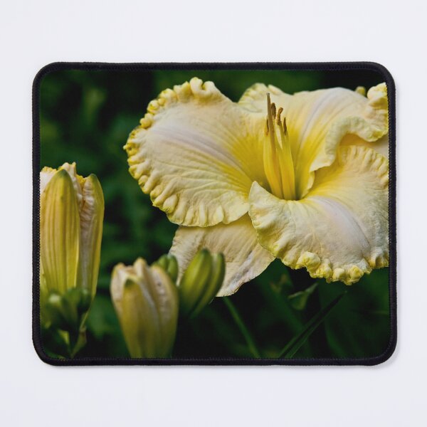 Item preview, "First Knight" Daylily designed and sold by Michael Cummings.