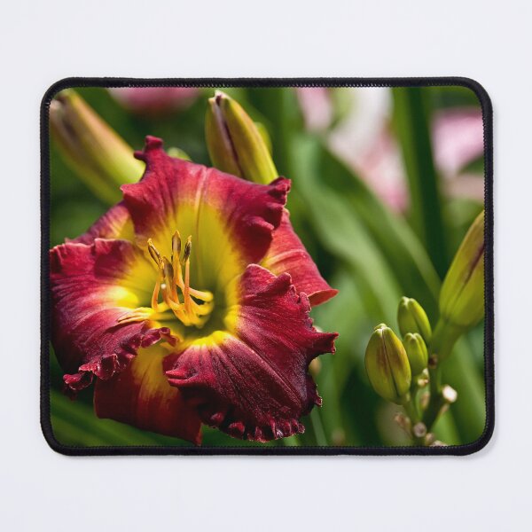 Item preview, "Dragon King" Daylily designed and sold by Michael Cummings.