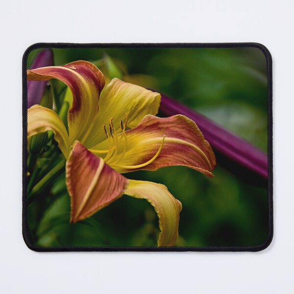 Item preview, "Cobourg Fright Wig" Daylily designed and sold by Michael Cummings.