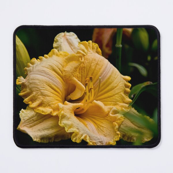 Item preview, "Chasing Windmills" Daylily designed and sold by Michael Cummings.