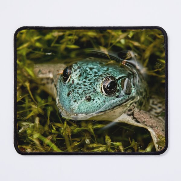 Item preview, Green Frog (blue variant) designed and sold by Michael Cummings.