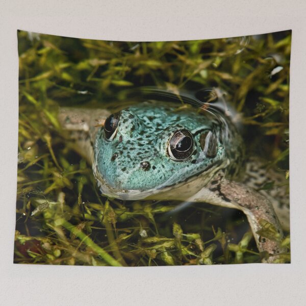 Item preview, Green Frog (blue variant) designed and sold by Michael Cummings.
