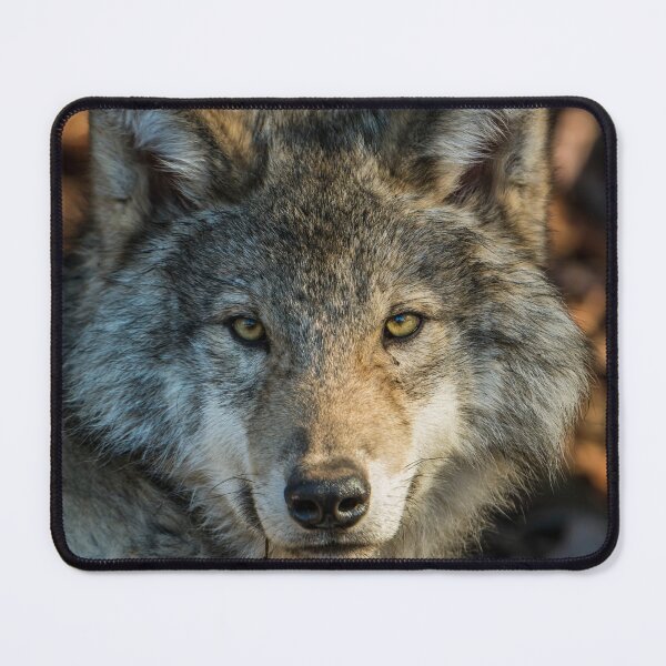 Item preview, Timber Wolf - Looking at you. designed and sold by Michael Cummings.