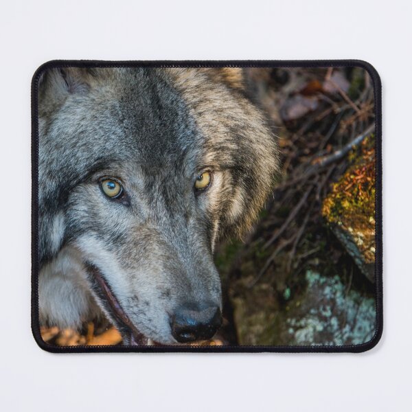 Item preview, Timber Wolf - Closeup designed and sold by Michael Cummings.