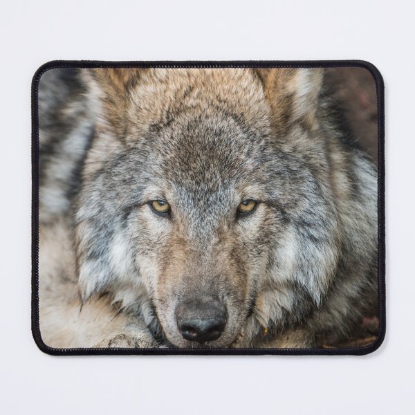 Item preview, Timber Wolf Pup designed and sold by Michael Cummings.