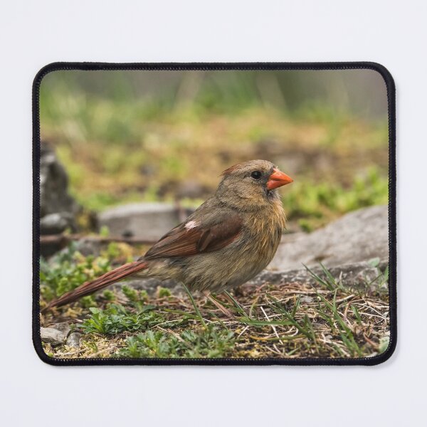 Item preview, Female Northern Cardinal designed and sold by Michael Cummings.