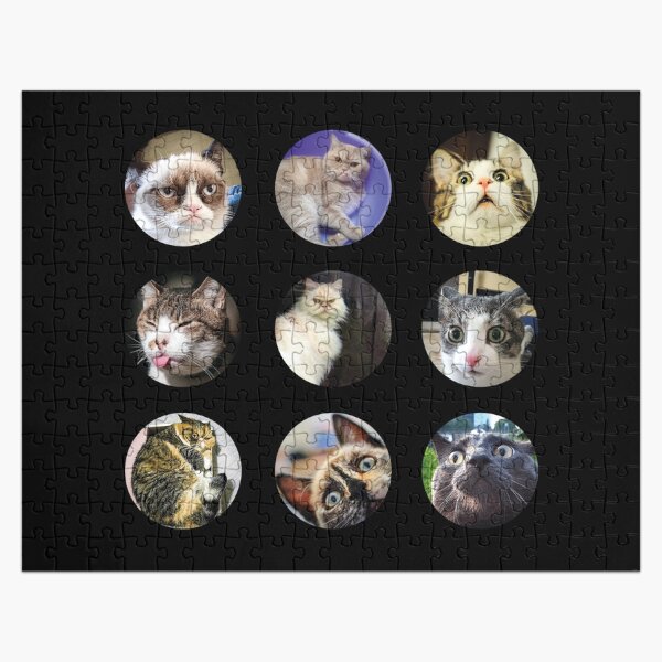 Artikel-Vorschau von  Katzen mit Brille Pack 08, designt und verkauft von Alice-Stewart.