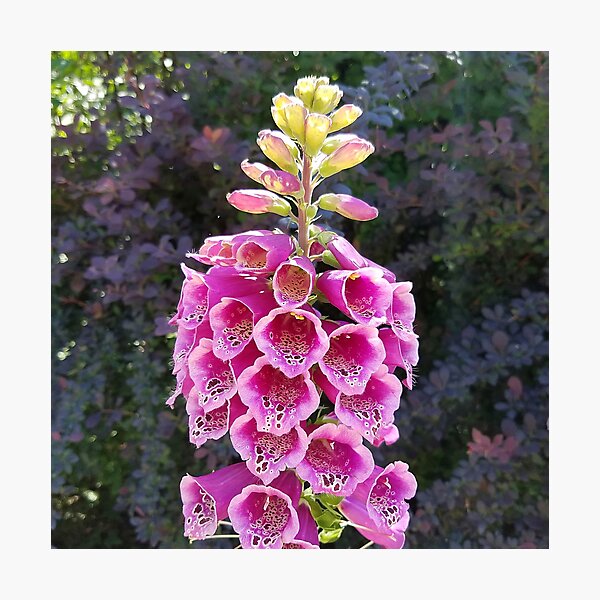 Gloves squared! Digitalis purpurea, Foxglove Photographic Print