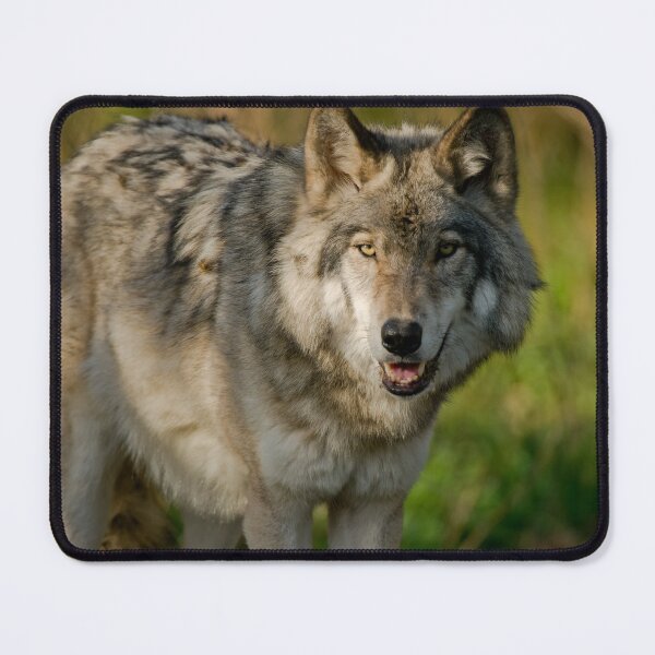 Item preview, Timber Wolf designed and sold by Michael Cummings.