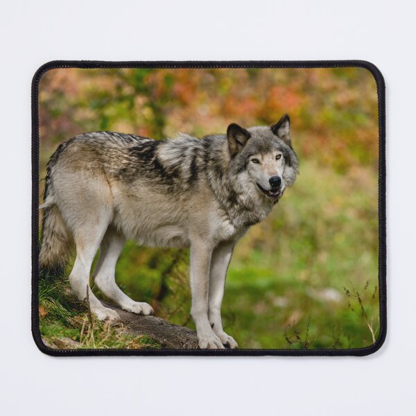 Item preview, Timber Wolf designed and sold by Michael Cummings.