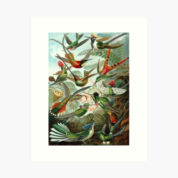 Item preview, 1899 Hummingbird Species Art Forms of Nature Print designed and sold by retrographics.