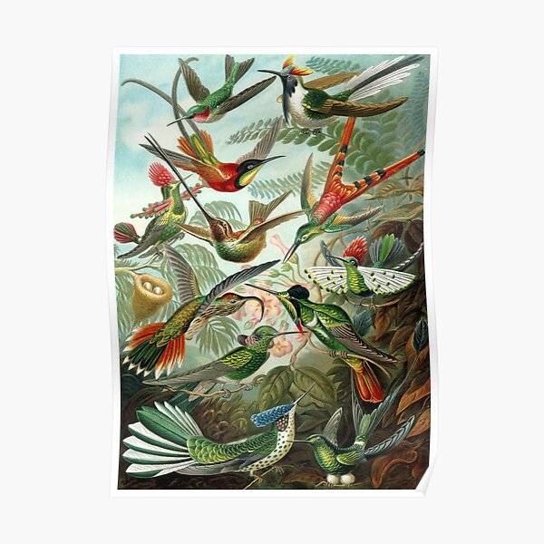 1899 Hummingbird Species Art Forms of Nature Print Poster