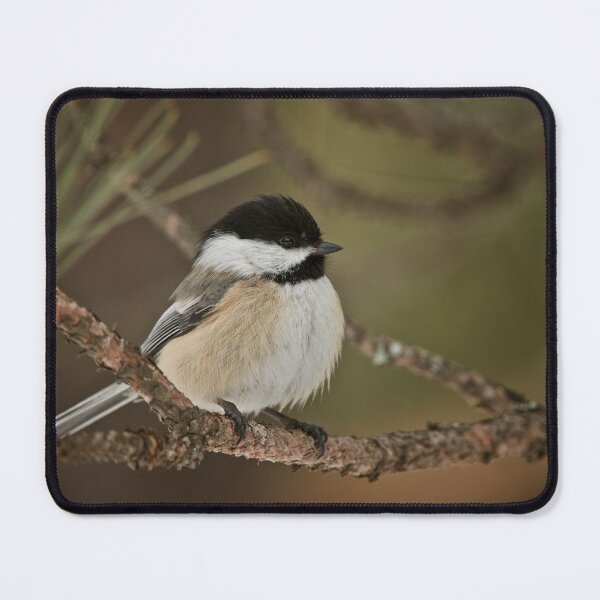 Item preview, Black Capped Chickadee designed and sold by Michael Cummings.