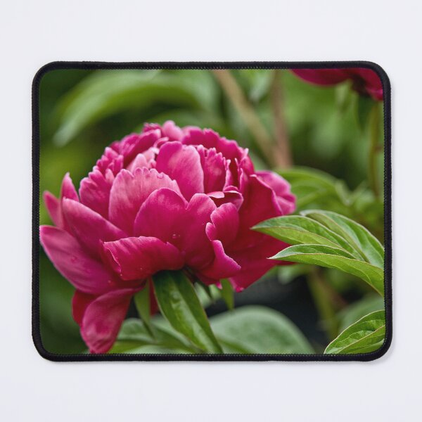 Item preview, Peony designed and sold by Michael Cummings.
