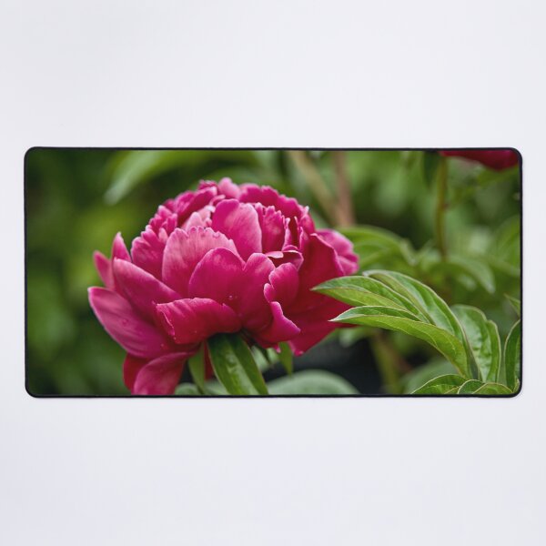 Item preview, Peony designed and sold by Michael Cummings.
