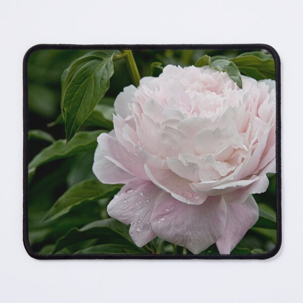 Item preview, Peony designed and sold by Michael Cummings.