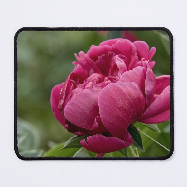 Item preview, Peony designed and sold by Michael Cummings.