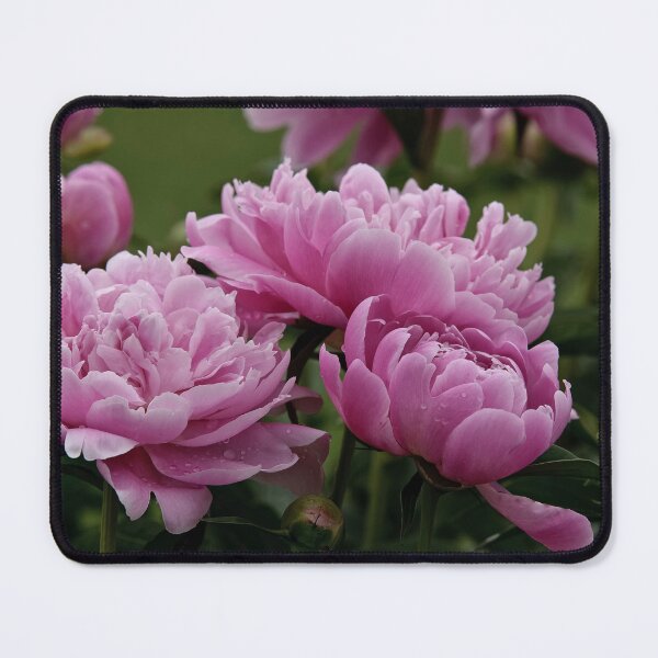 Item preview, Peony designed and sold by Michael Cummings.