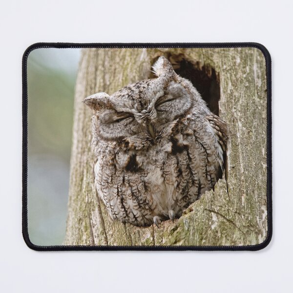 Item preview, Sleeping Screech Owl designed and sold by Michael Cummings.