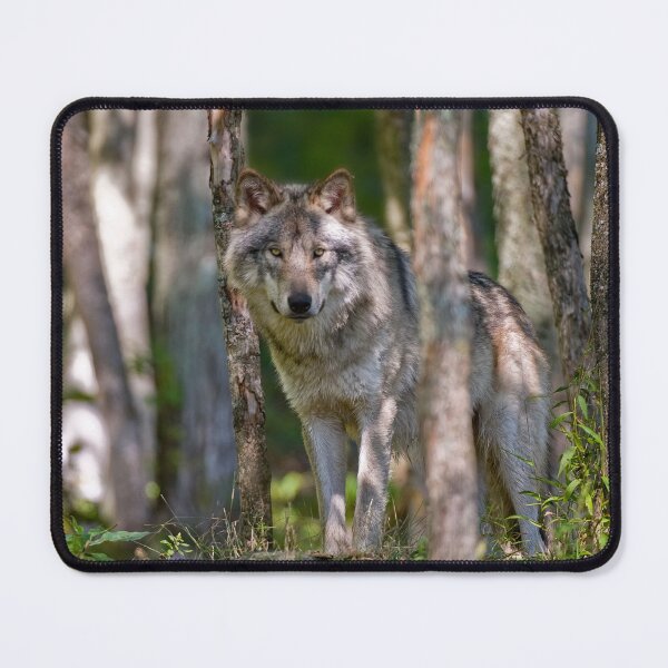 Item preview, Timber wolf in Forest designed and sold by Michael Cummings.
