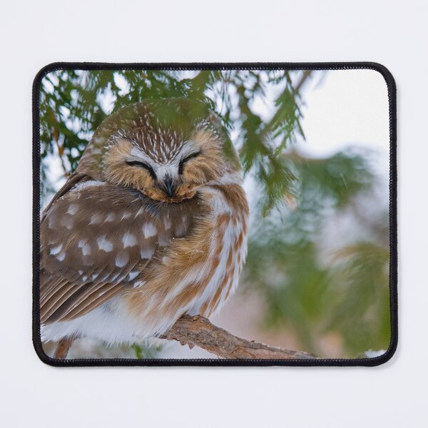 Item preview, Sleeping Northern Saw Whet Owl - Ottawa, Ontario designed and sold by Michael Cummings.